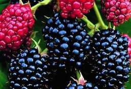 Blackberries - one of the most nutritious fruits
