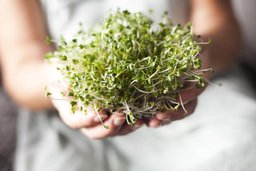 A handful of broccoli sprouts protects against risky diseases
