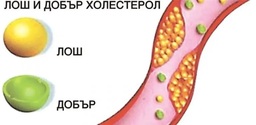 Cholesterol in focus: myths, facts and health implications