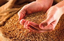 Diet of grain in 2016 to purify the body