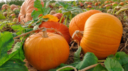 Pumpkin - a taste of the warm autumn