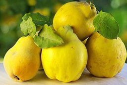 Quince - another useful fruit