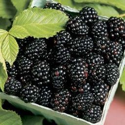 Blackberry is ideal for patients joints