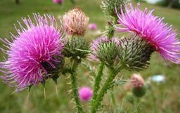 The benefits of the oil from milk thistle (thistle)