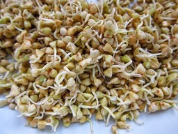 How to make sprouts from green buckwheat
