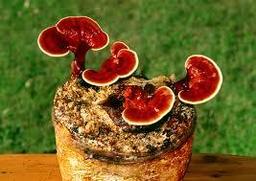 Reishi mushroom