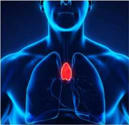 THYME GLAND: THE GLAND OF HAPPINESS AND EMOTION