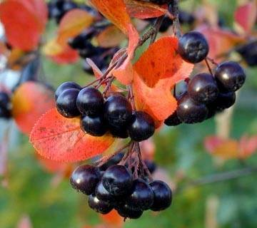 Aronia