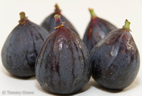 Fig