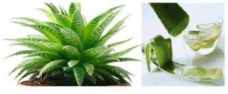 The aloe vera miracle