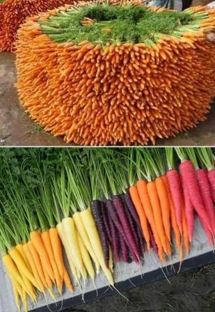 Морковите