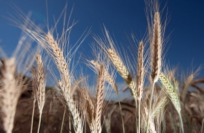 Corn diet Dunov begins with the February full moon in 2017