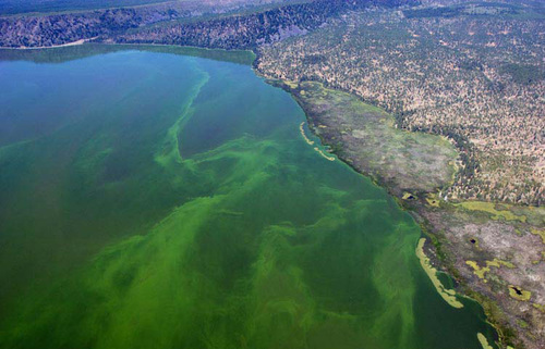 Blue-green algae AFA